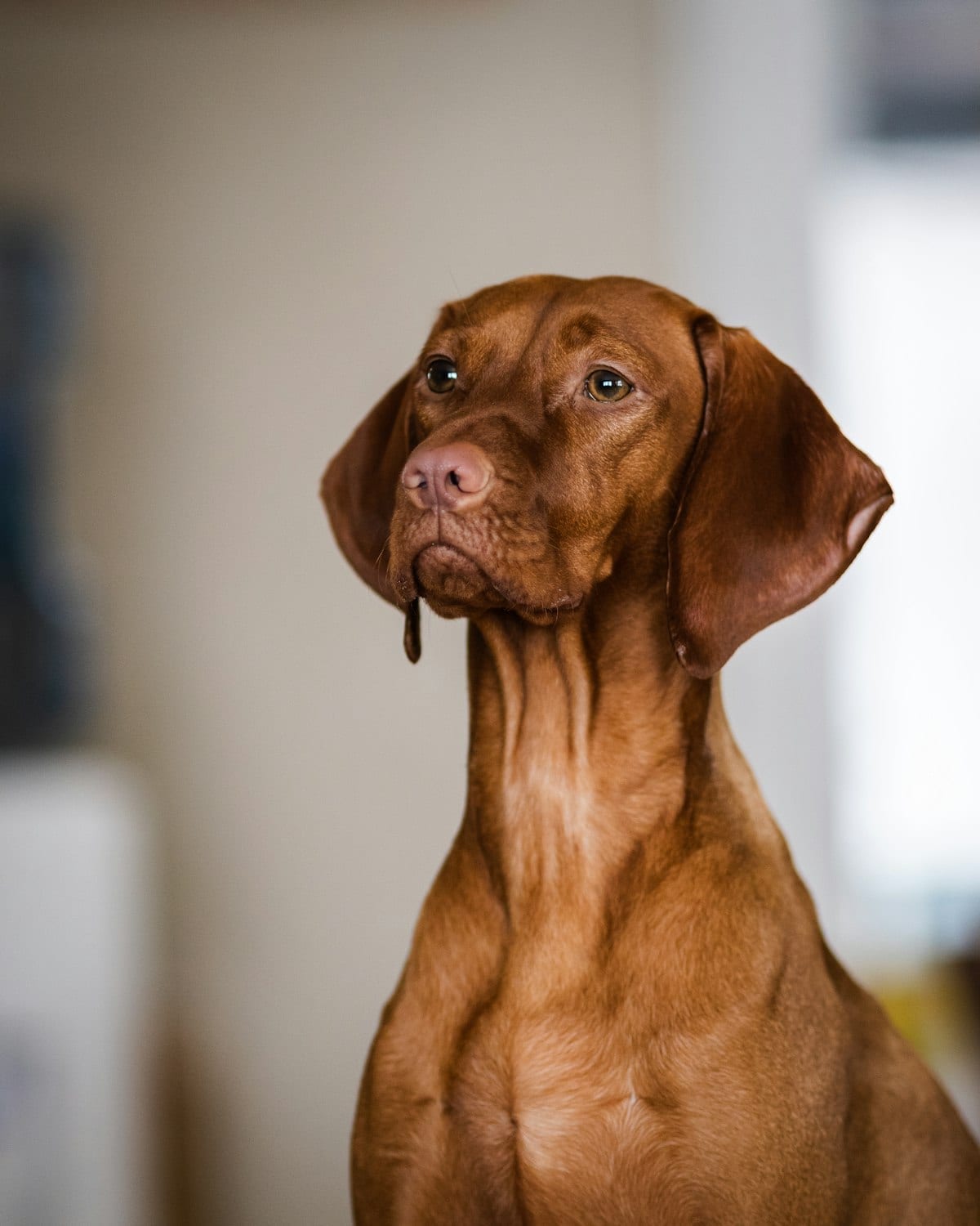 Brown short-coated dog looking directly into the camera