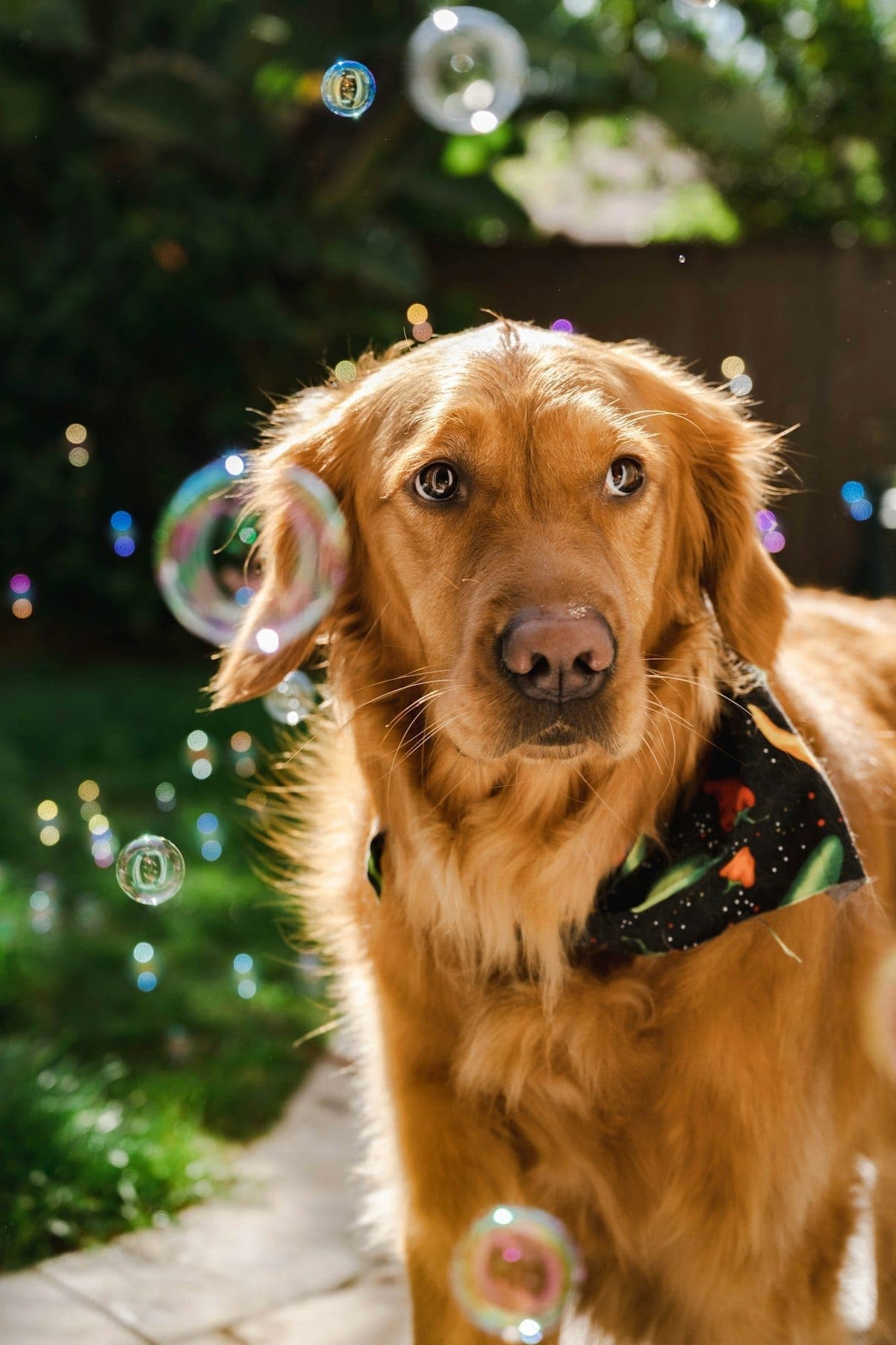 Golden retriever wearing a bandana blowing bubbles outdoors