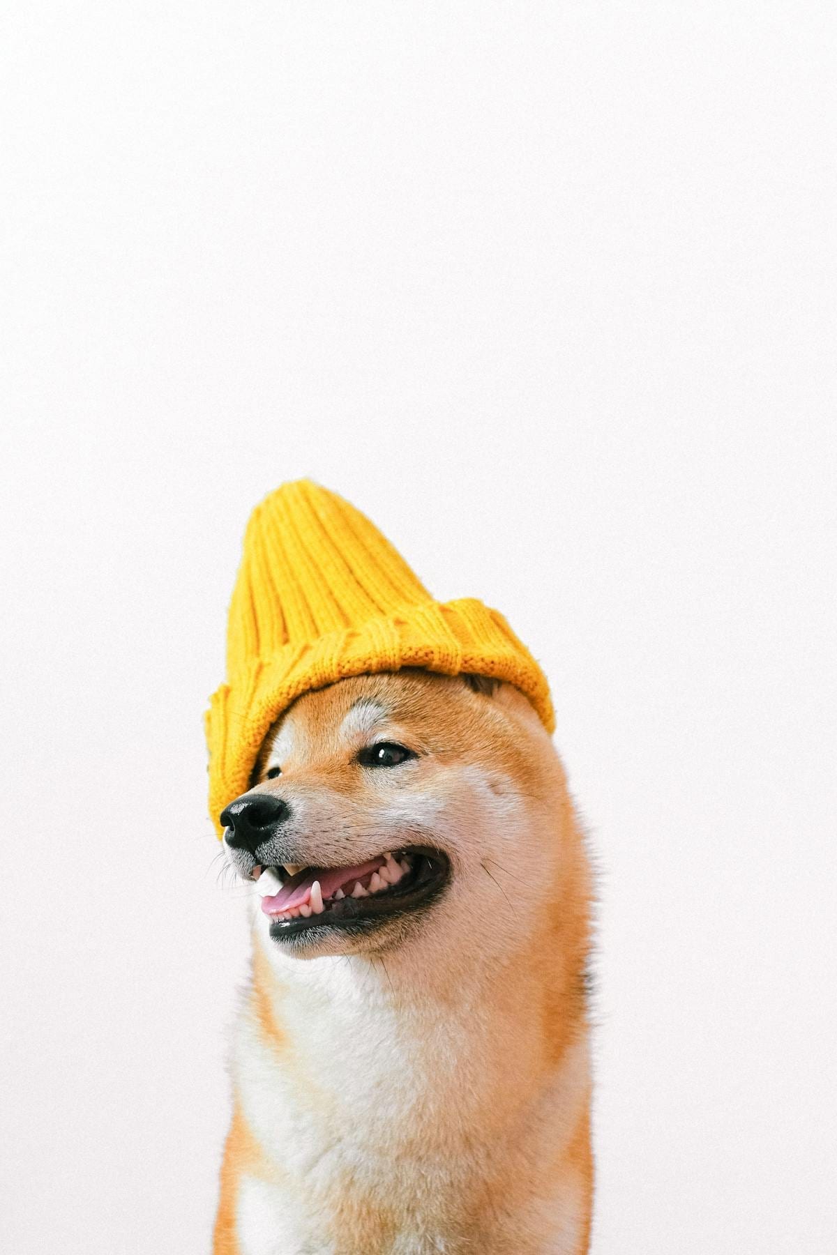 A golden dog sitting in front of a colorful birthday banner wearing a paper party hat