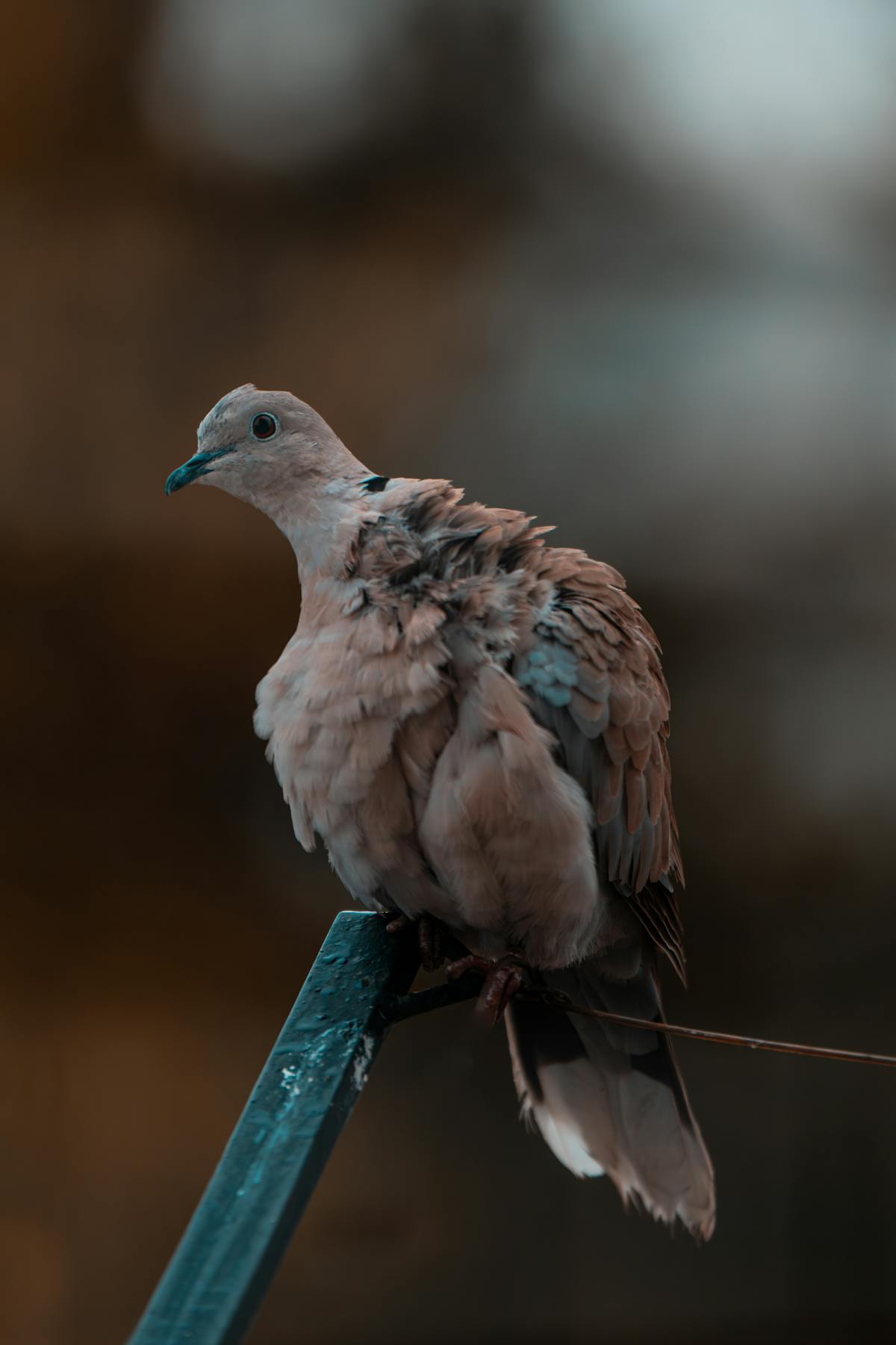 White dove perched calmly, looking to the side