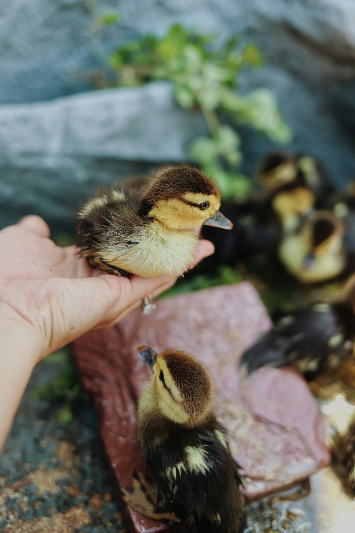 A duck standing in a backyard garden setting near water