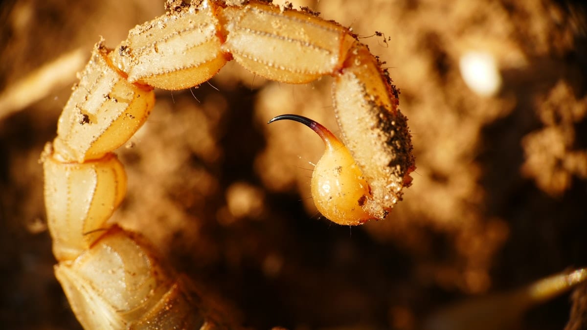 Emperor scorpion Pandinus imperator on surface showing characteristic large claws and stinger