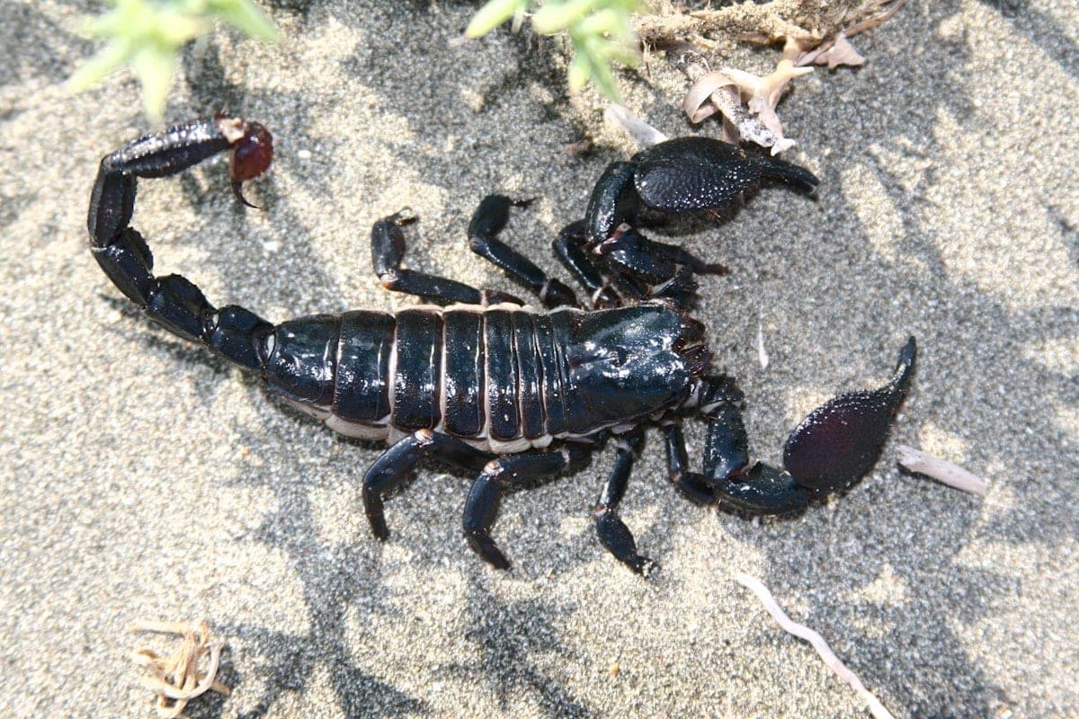 Emperor scorpion Pandinus imperator in close-up showing distinctive large claws and dark exoskeleton