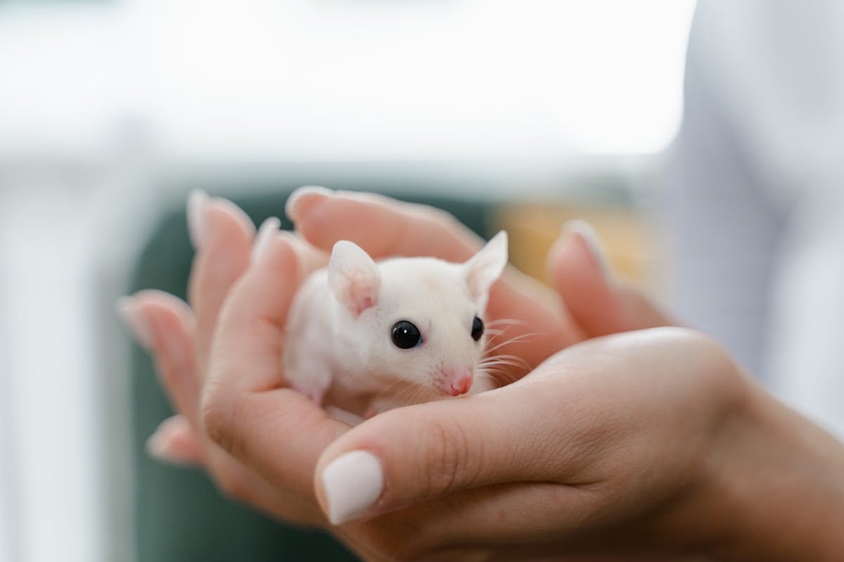 Close-up macro photo of a white and gray fancy mouse on soft white fabric
