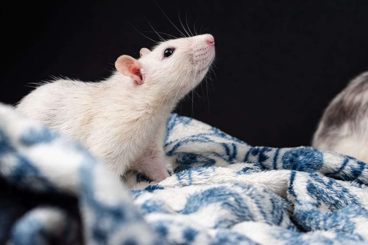 Macro photograph of white and black fancy rat, face in sharp focus