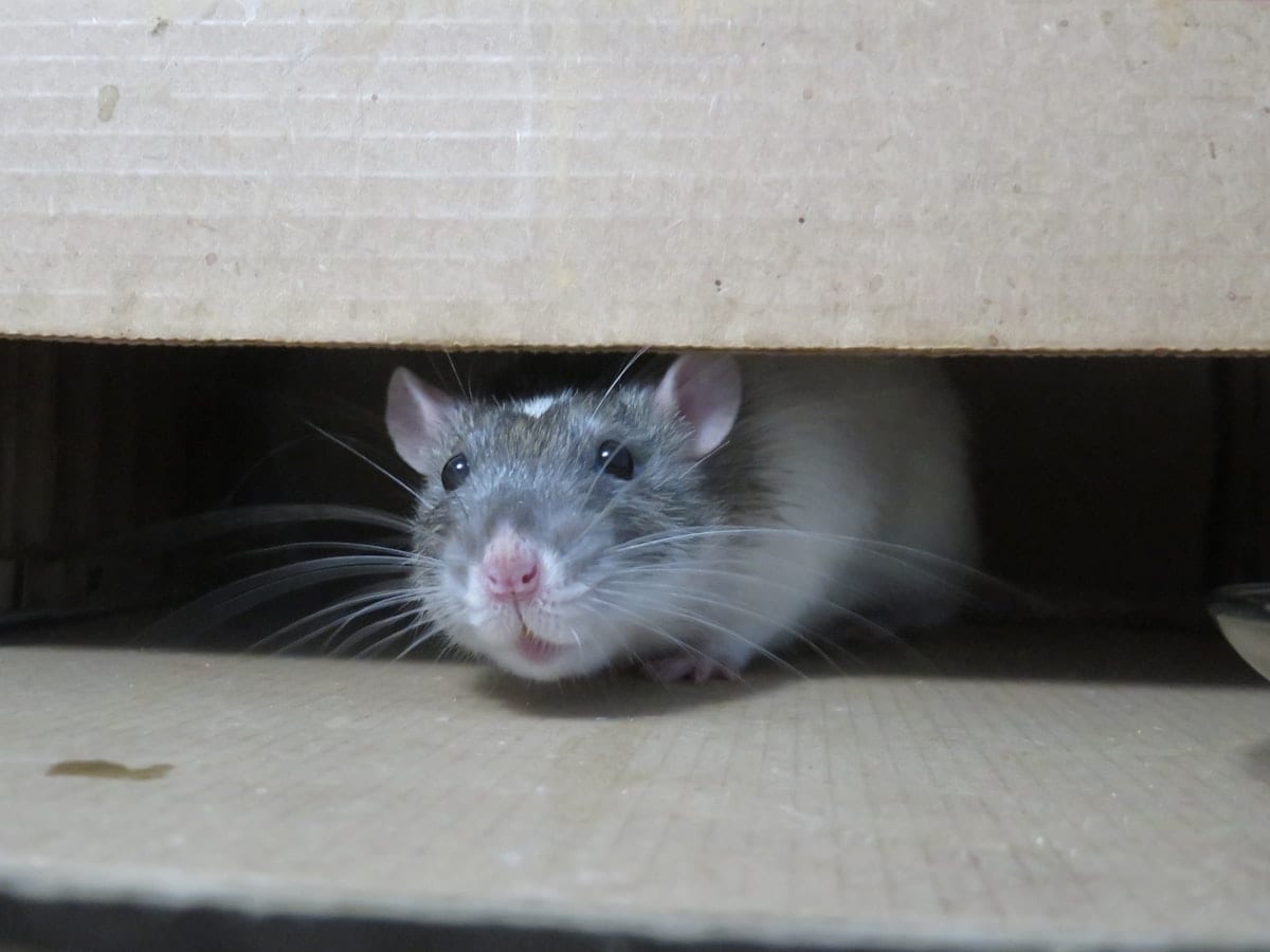 White fancy rat sitting up on its hind legs, alert posture