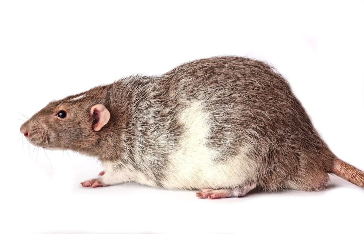 White fancy rat sitting on a colorful blanket, looking directly at the camera