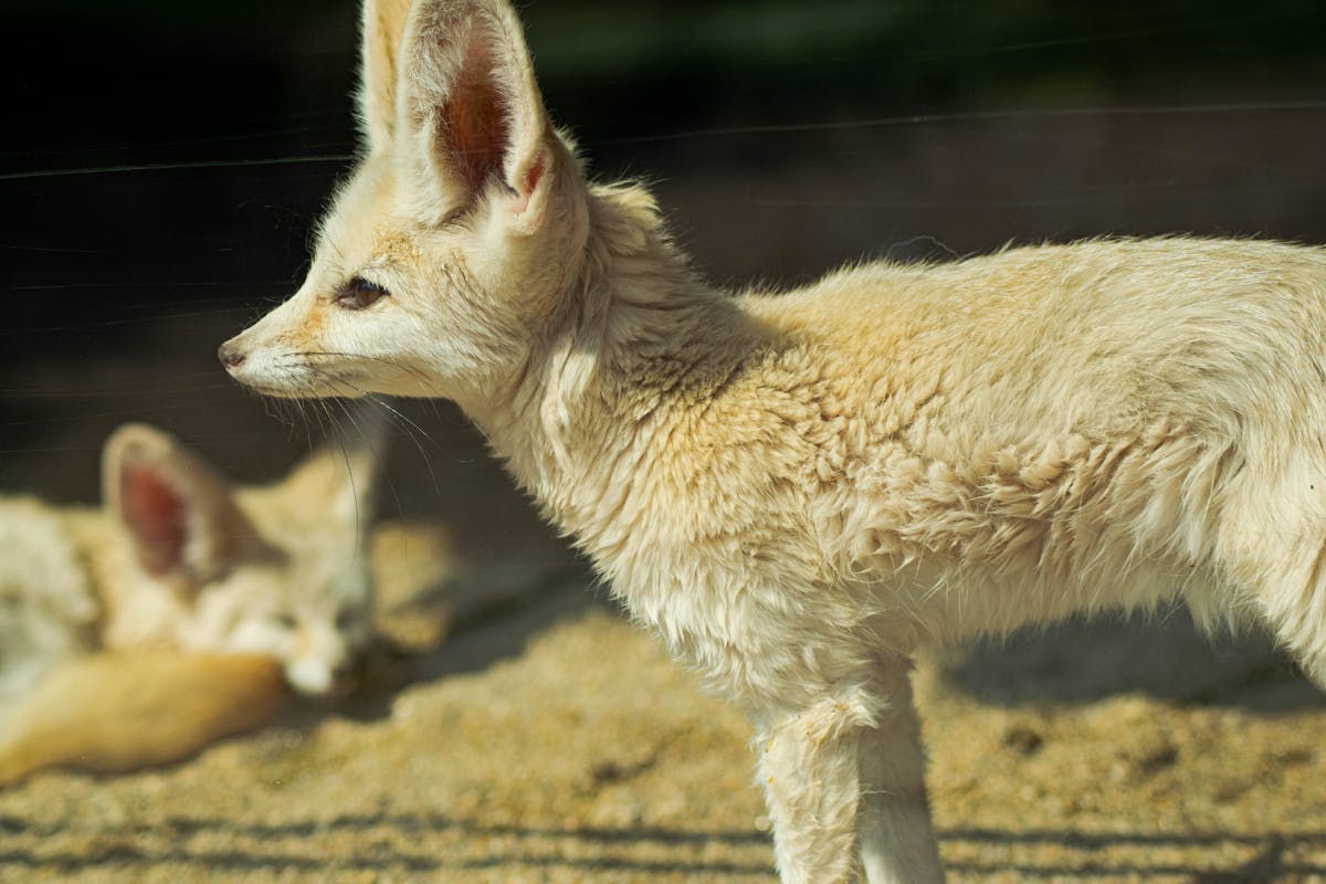 Fennec fox with large distinctive ears and bright eyes in close-up photography