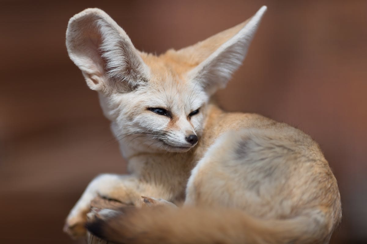 Fennec fox close-up portrait showing distinctive oversized ears and large dark eyes