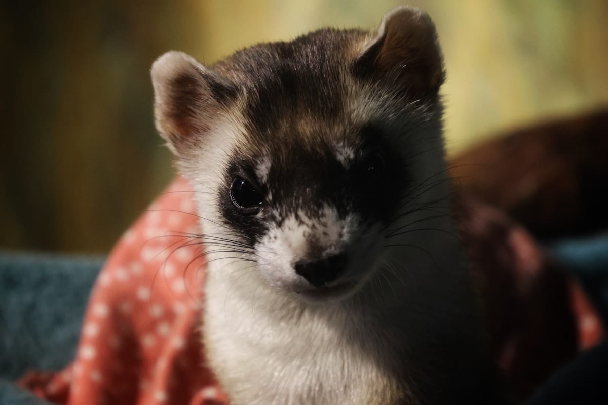 Closeup of a ferret face, whiskers prominent, looking directly at the camera