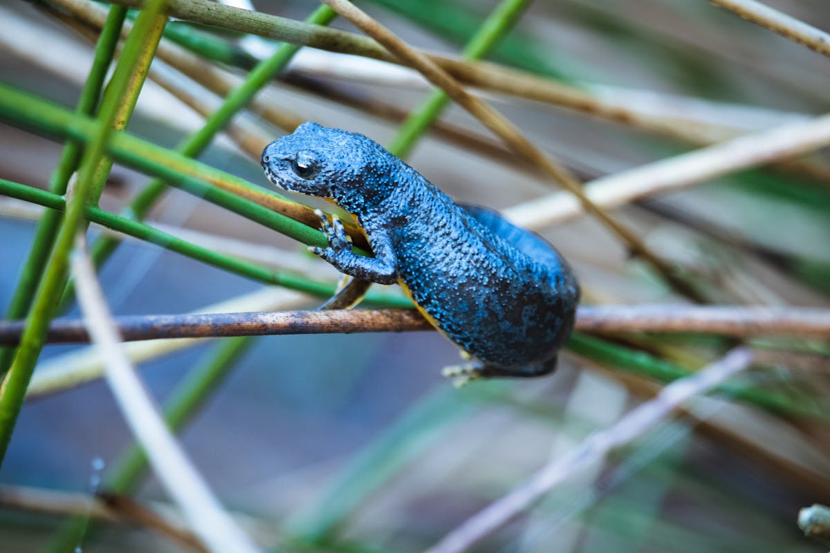 Oriental fire-bellied toad Bombina orientalis showing vivid green dorsal coloring at Berlin Aquarium
