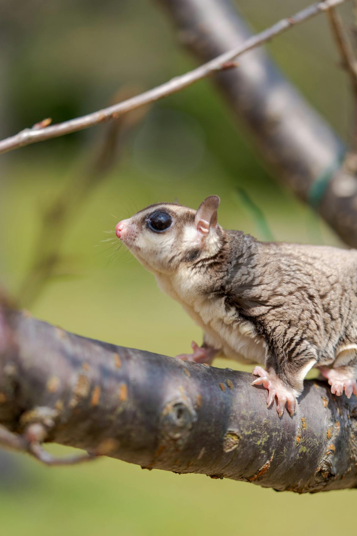 Northern flying squirrel perched with large dark eyes visible, soft gray fur