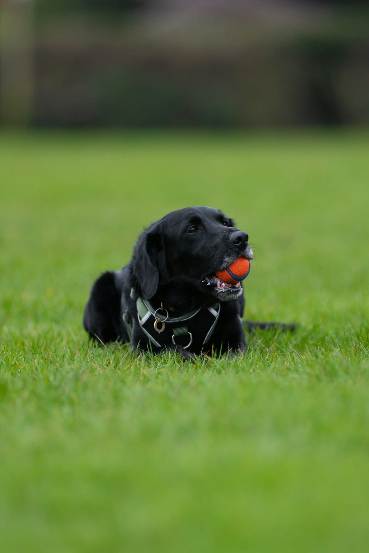 Black labrador puppy lying on grass with a ball