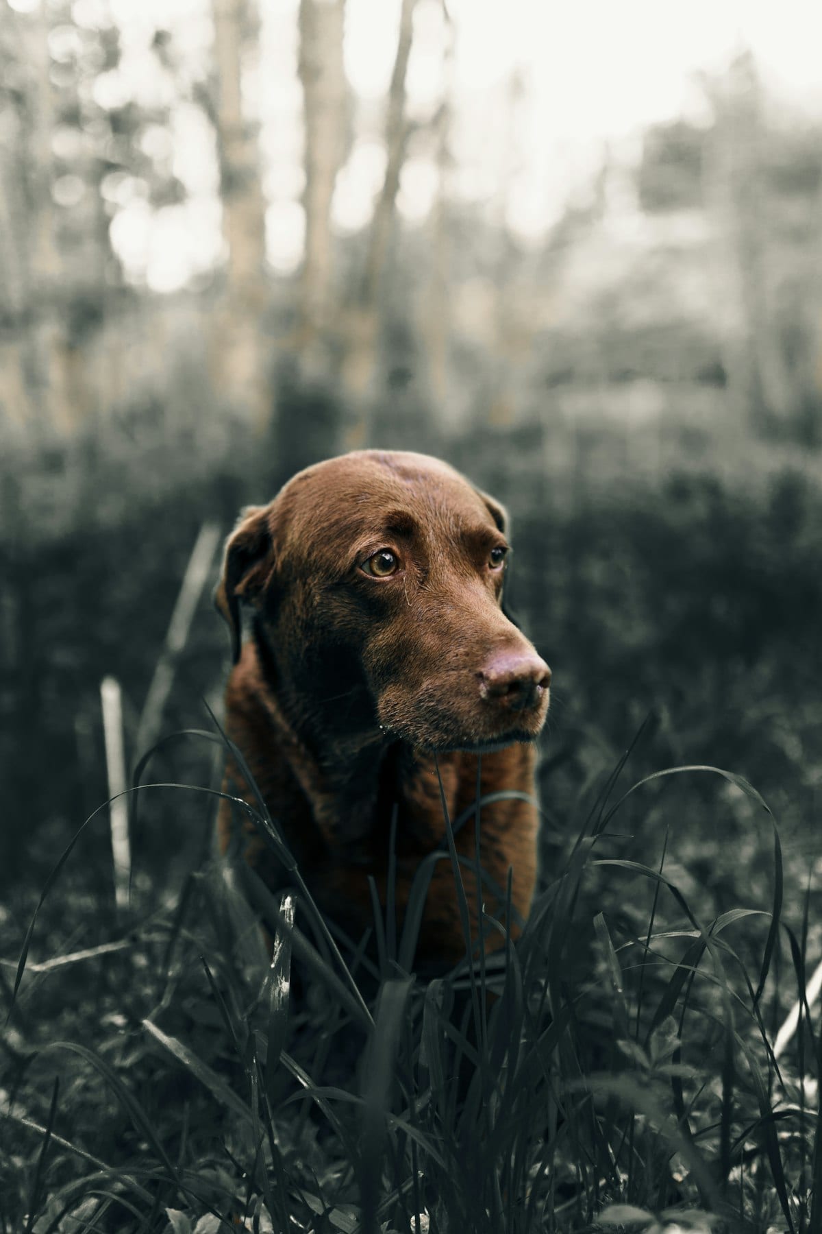 Dog looking at a party food table with grapes and chocolate that it should not eat