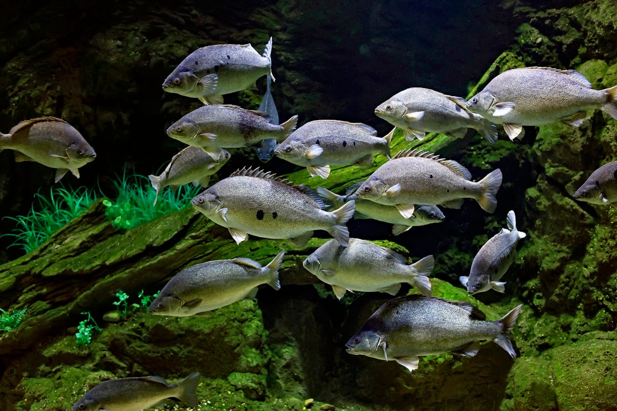 A well-established freshwater planted aquarium with fish visible among the plants