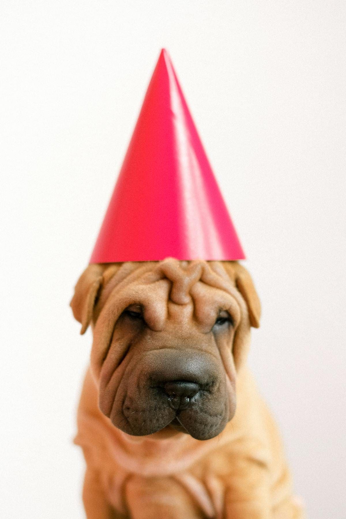 Shar Pei puppy wearing a pink party hat