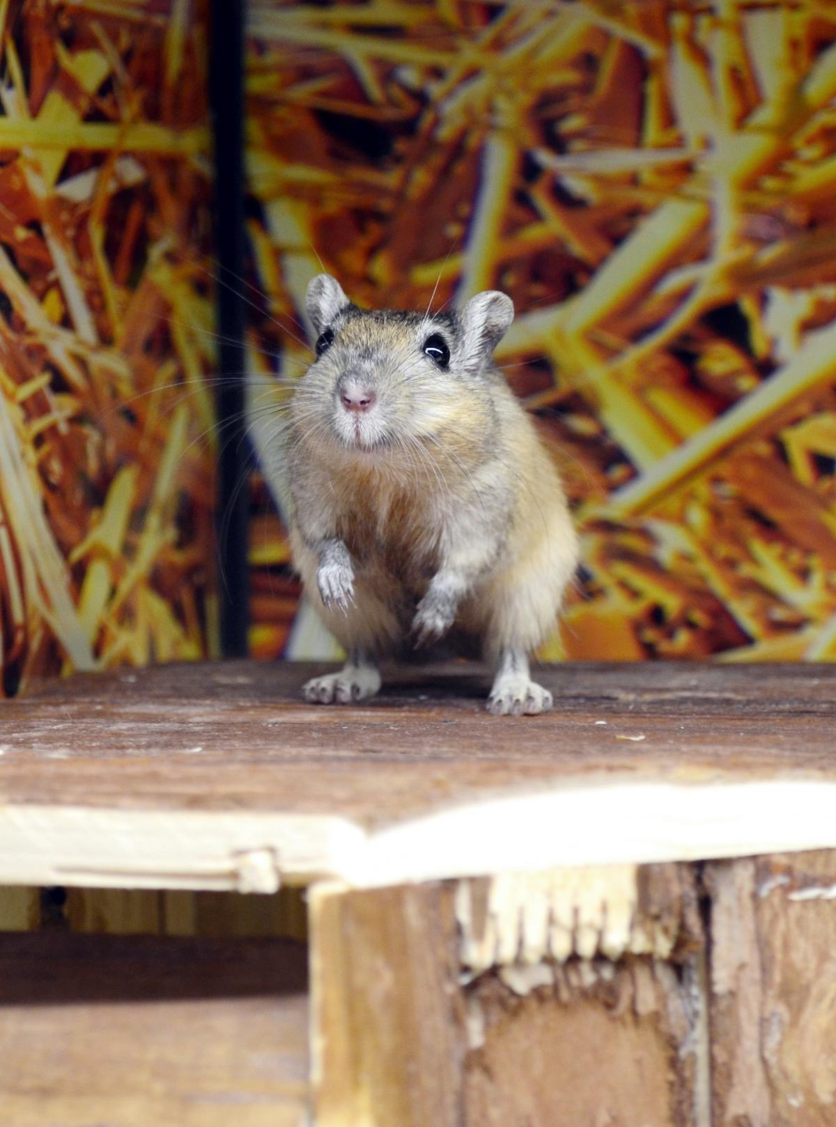 Small rodent perched on a natural wood log, alert and in sharp focus