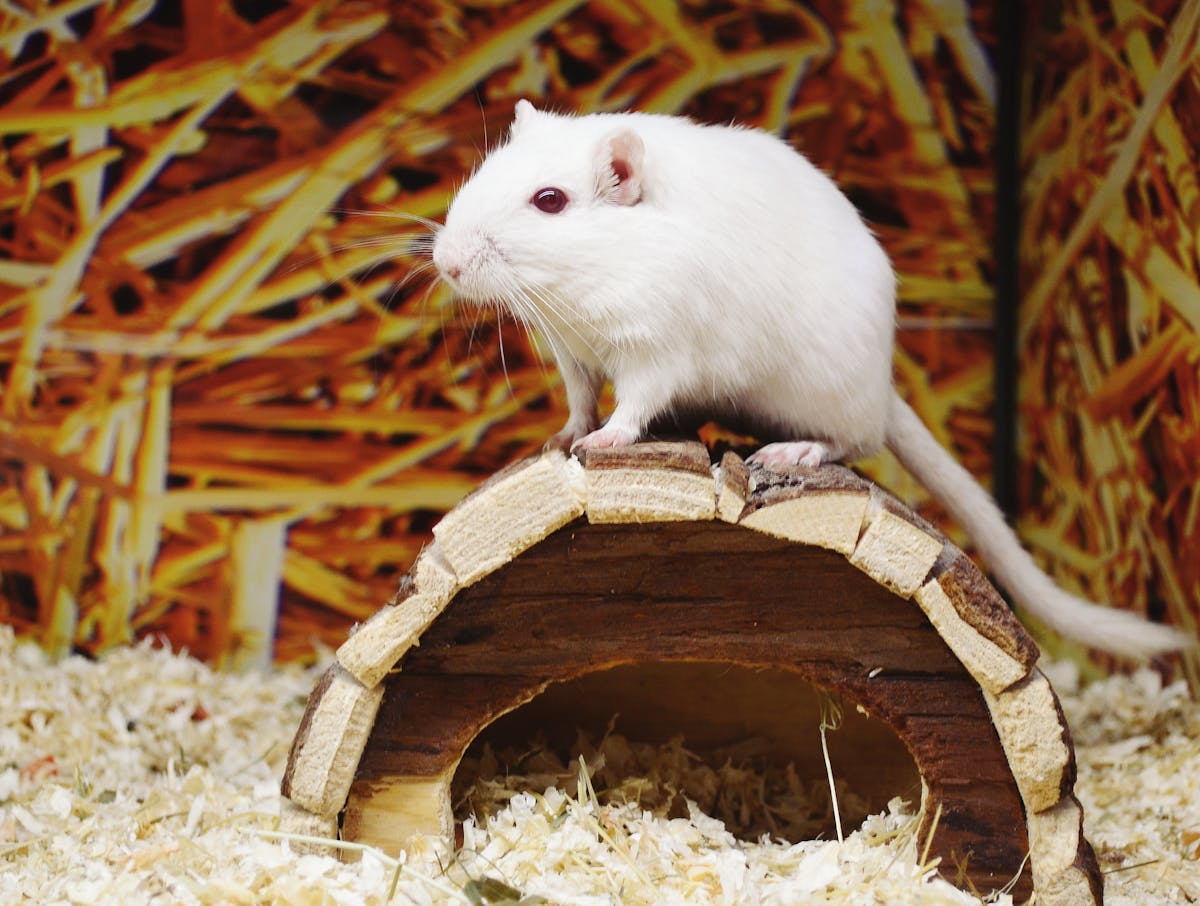 Small gerbil sitting inside a purple exercise ball surrounded by blue and pink streamers