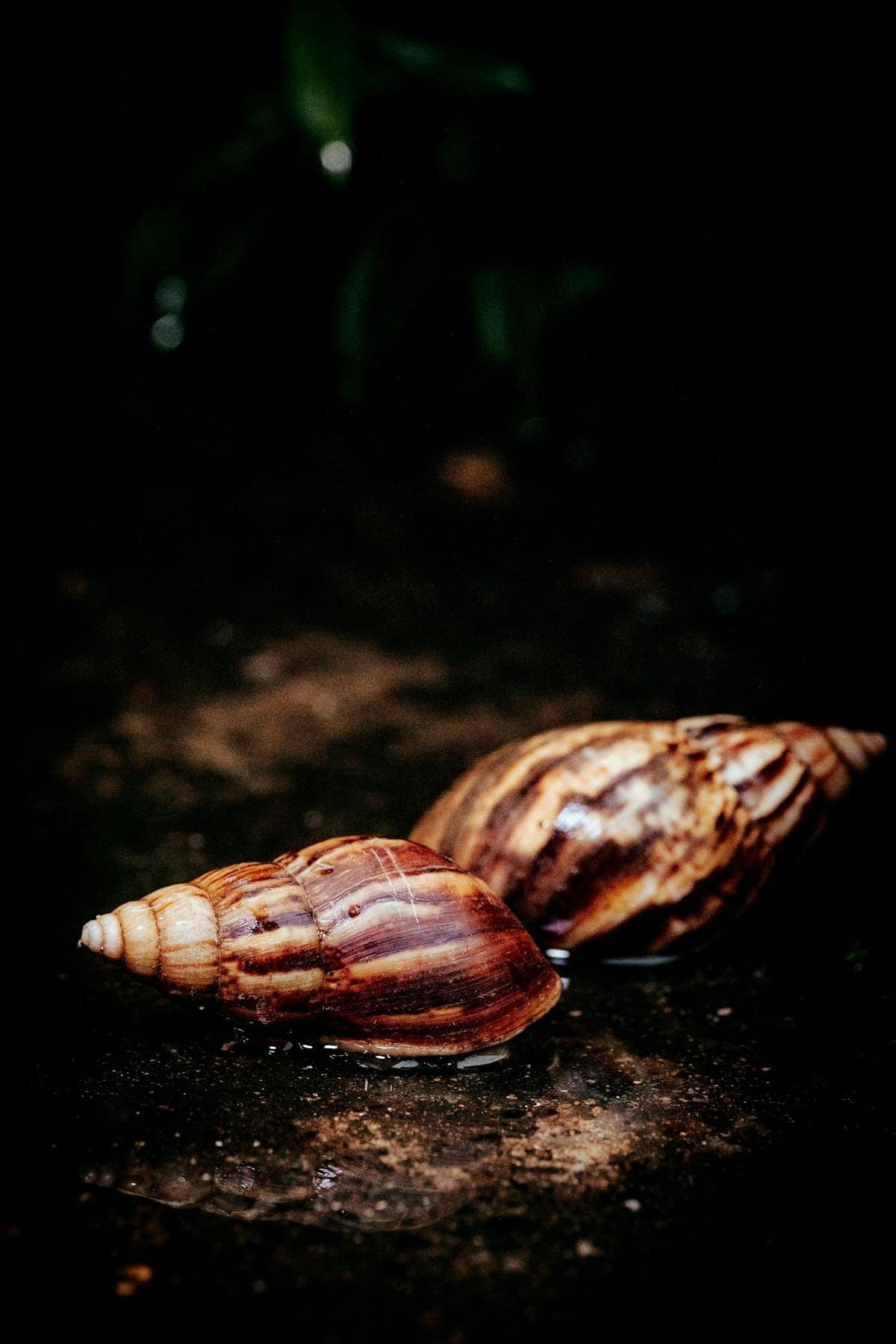Two giant African land snails on a wet surface showing shells and extended bodies
