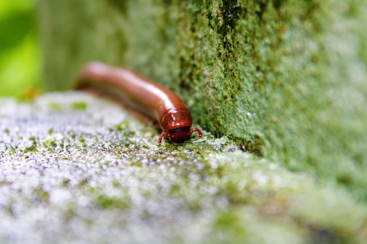 Giant African millipede Archispirostreptus gigas crossing a path at Mount Cameroon National Park
