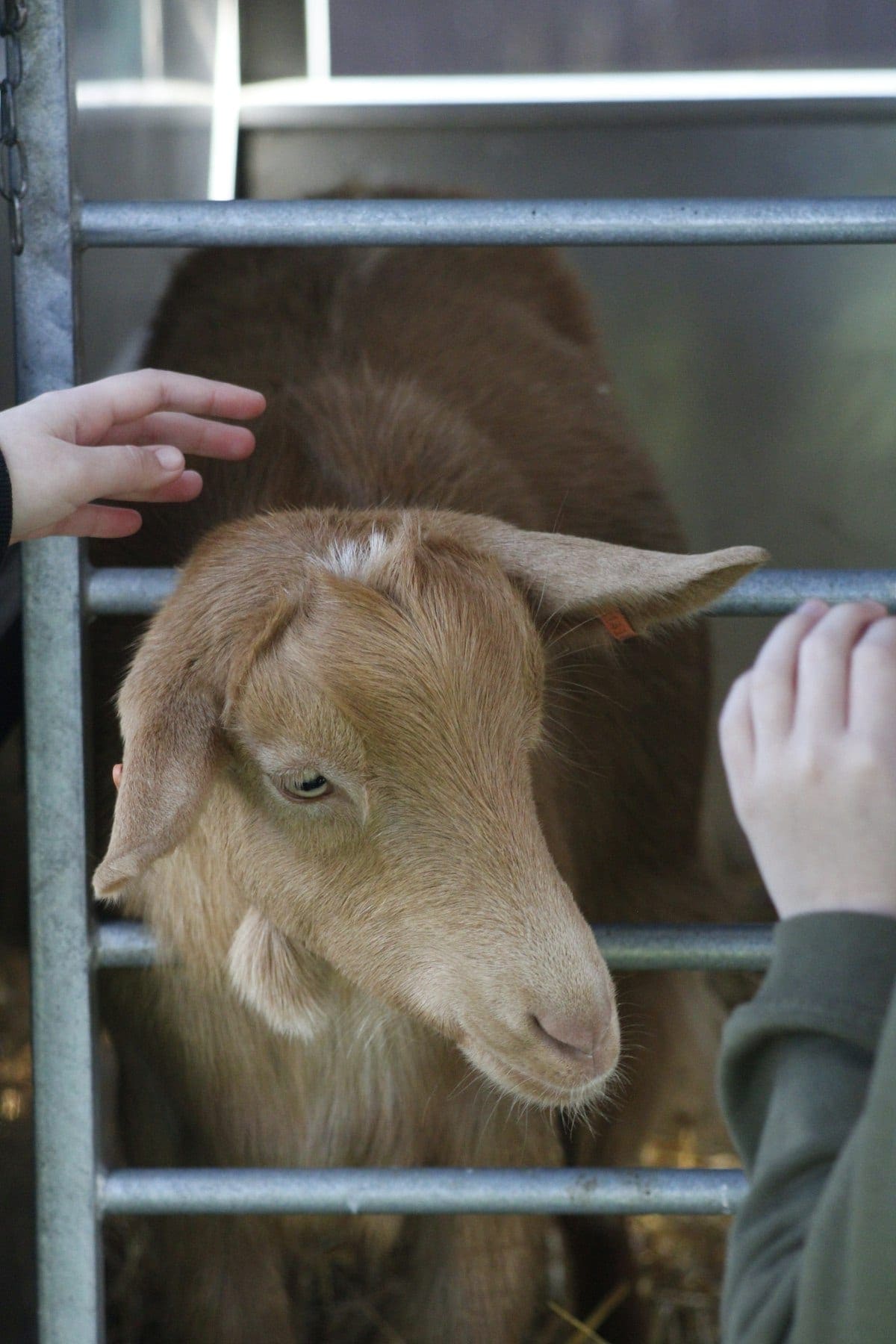 A goat being offered a treat by hand in an outdoor setting