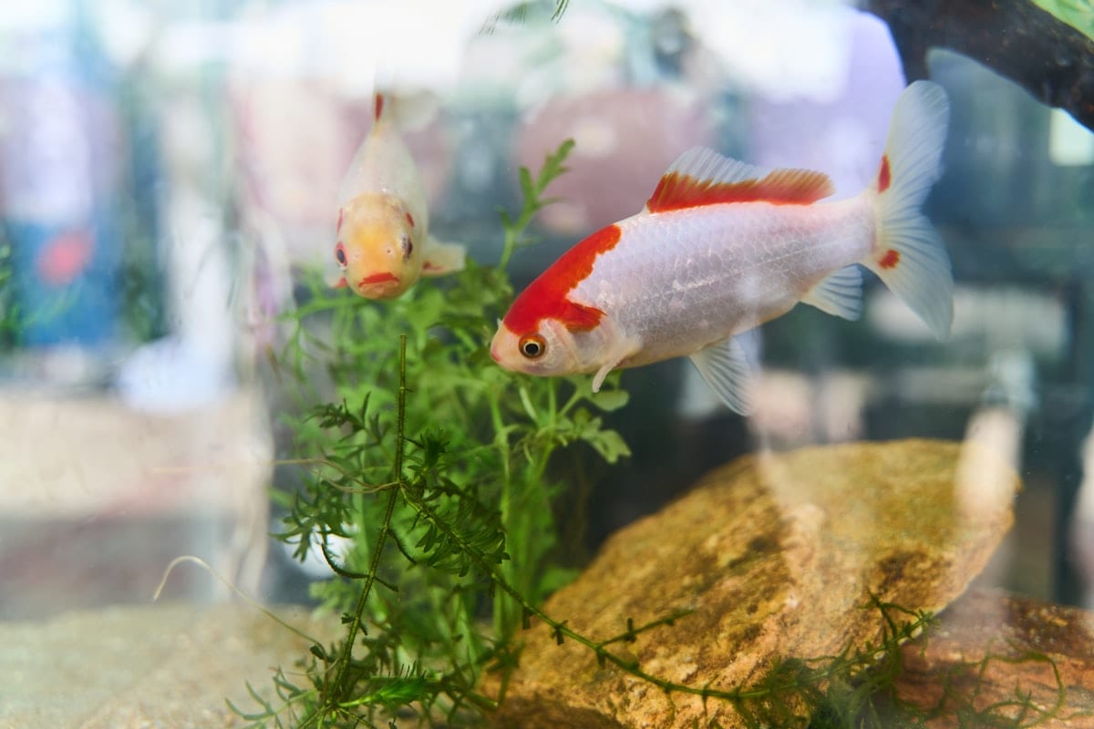 Aquarium fish in their habitat