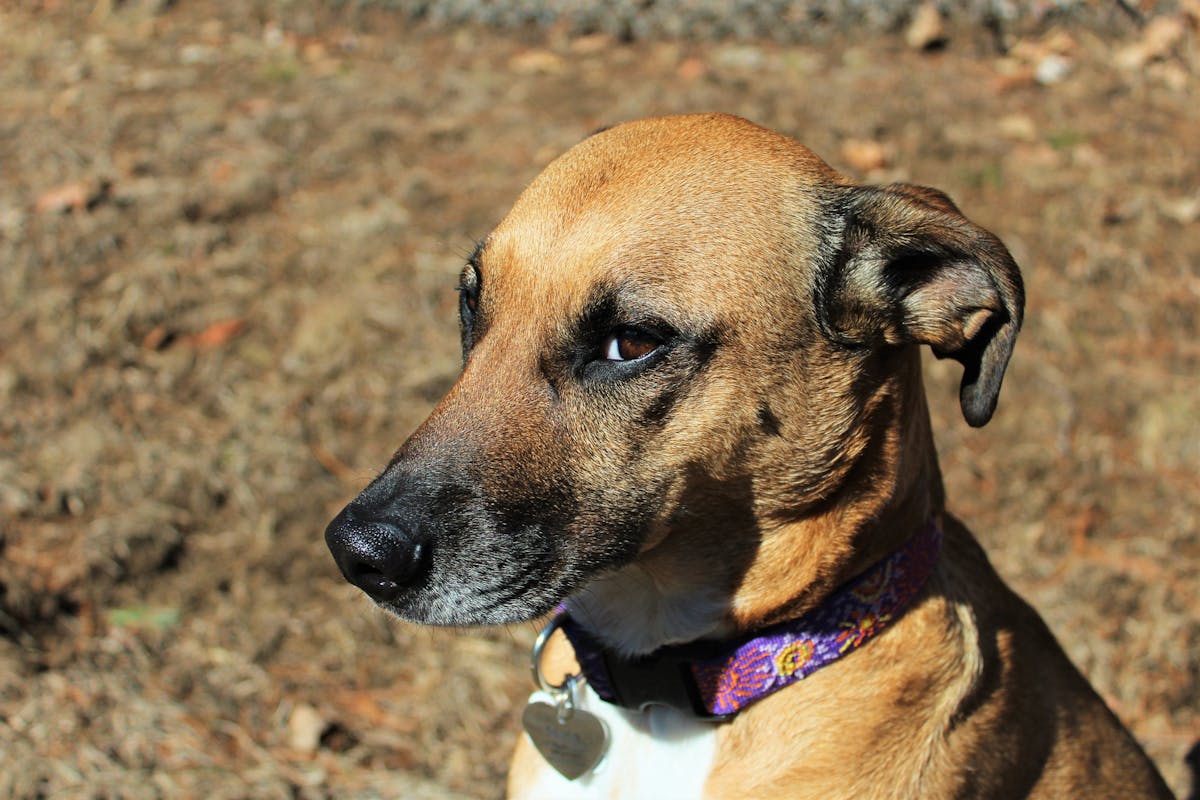 Rescued dog with collar sitting outdoors gazing intently