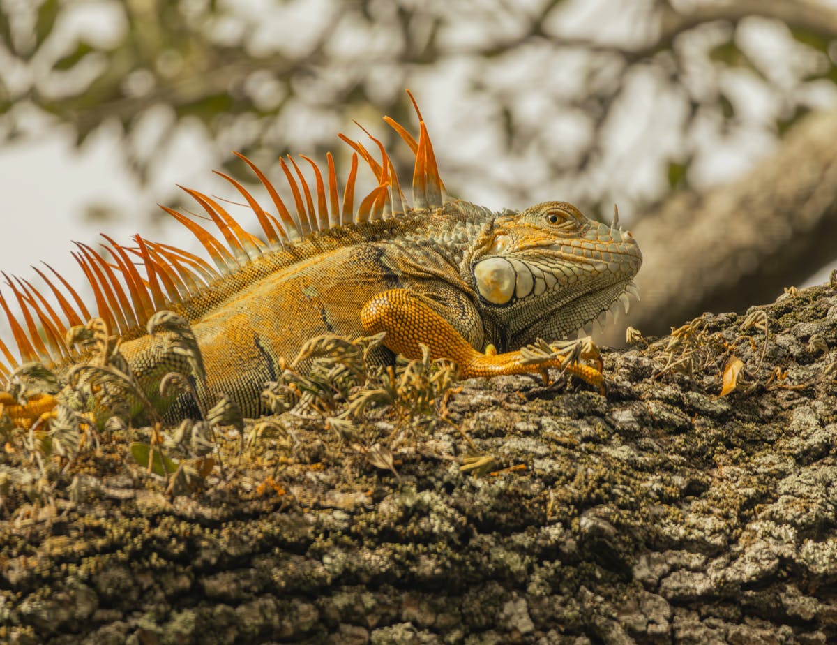 Vibrant green iguana resting on textured tree bark in natural outdoor setting showing scale detail