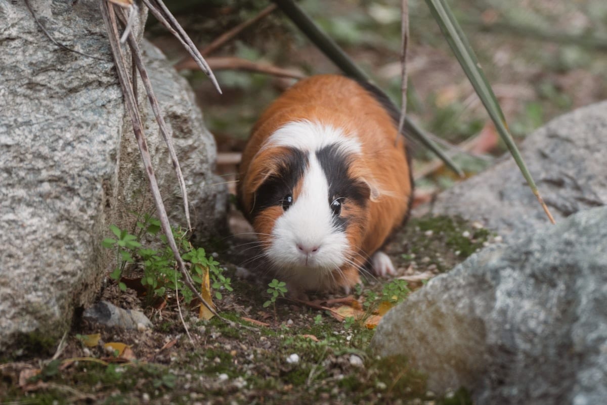 Two guinea pigs sharing a carrot together on a wooden surface