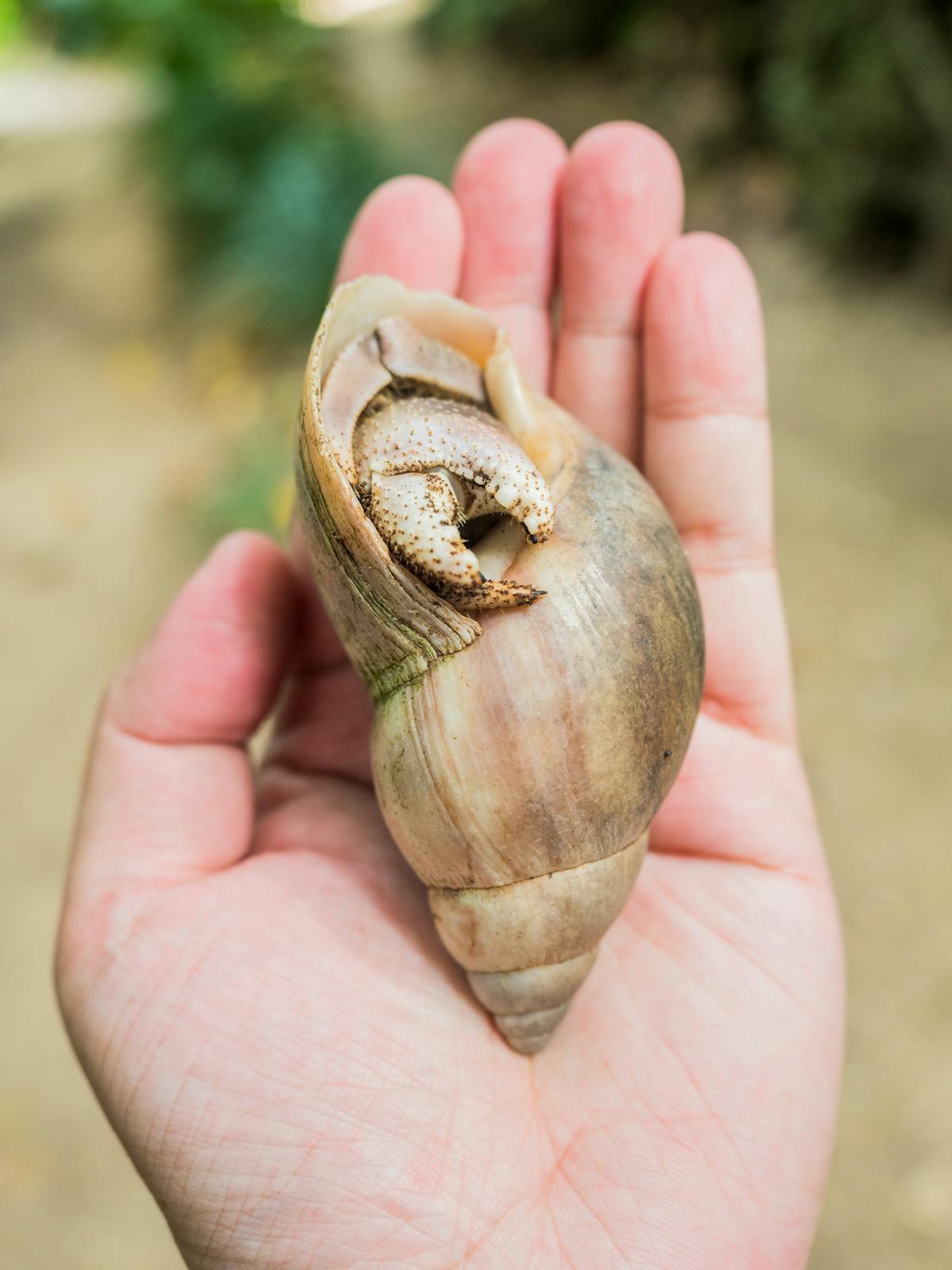 Hermit crab exploring its environment