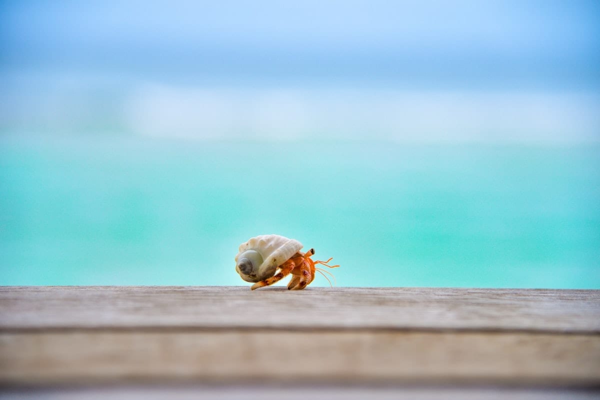 Hermit crab on top of wood in shallow focus photography showing shell and claw detail