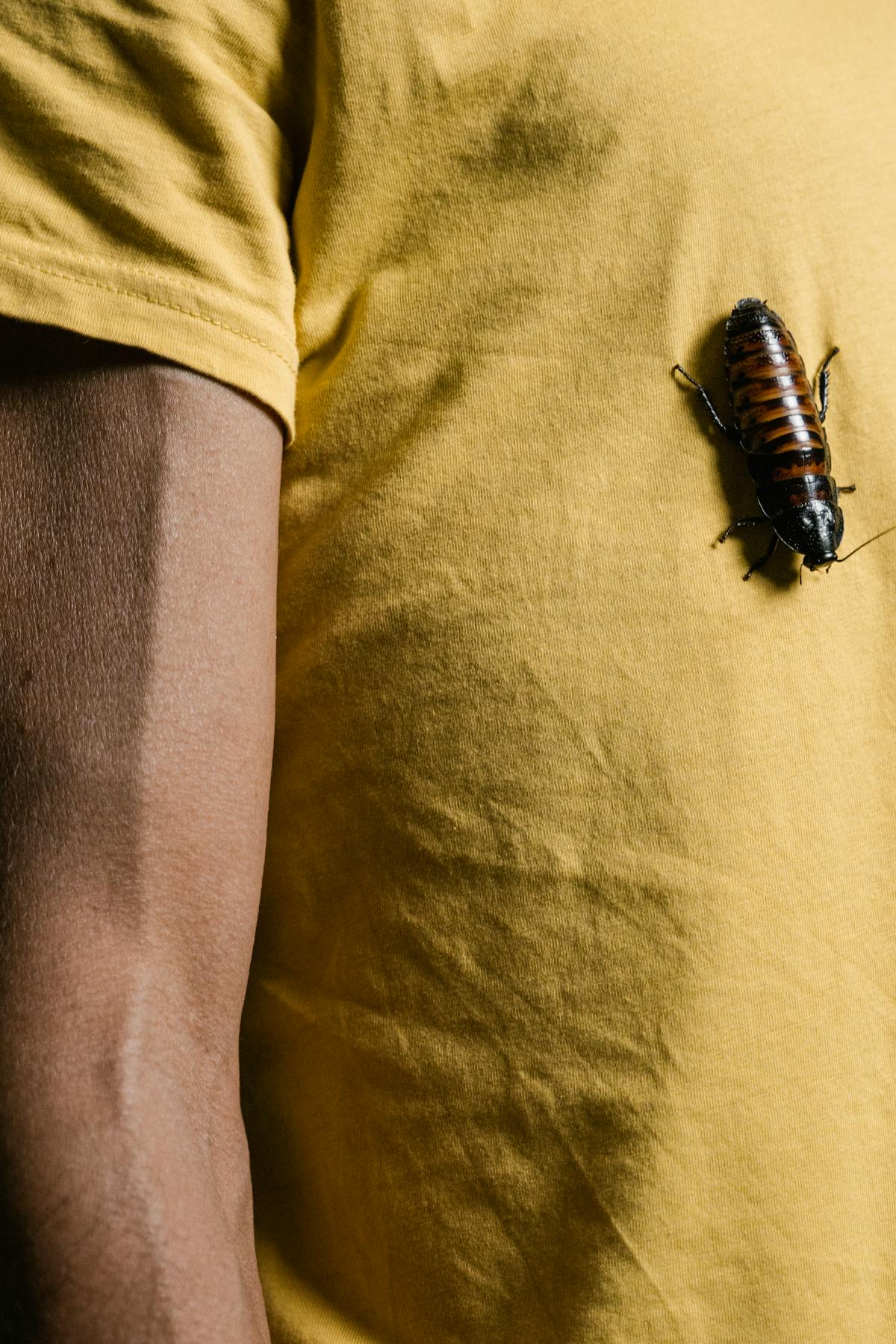 Madagascar hissing cockroach on a yellow shirt showing full body size and distinctive segmented abdomen