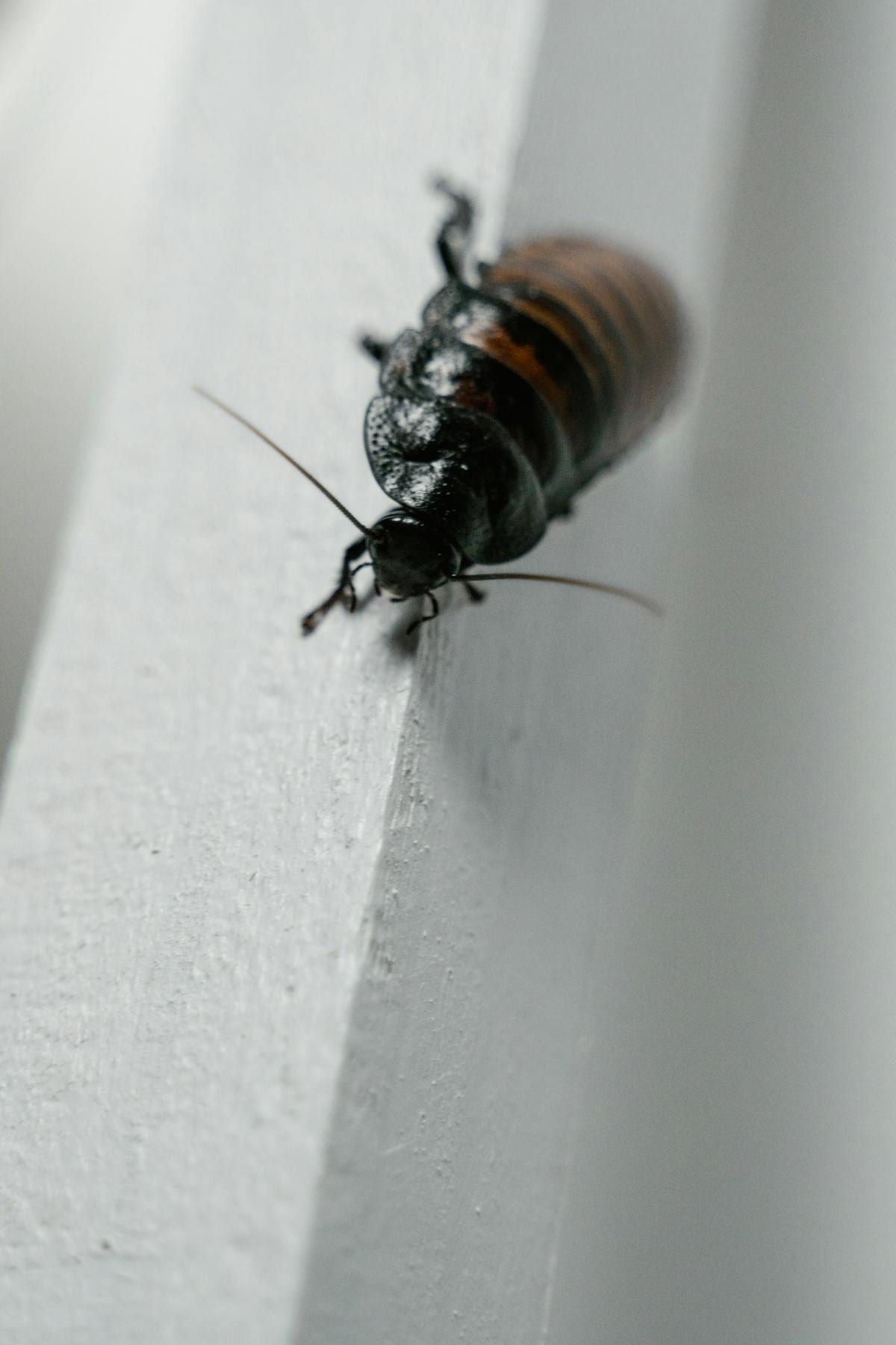 Madagascar hissing cockroach macro shot on white wall showing detailed exoskeleton and antennae