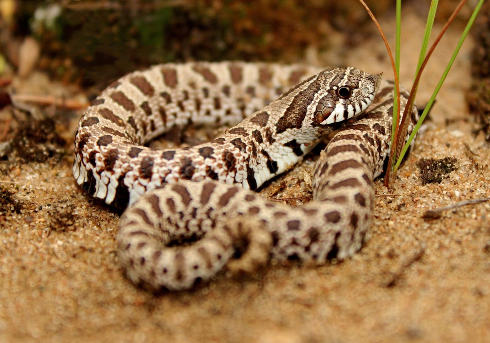 Plains hognose snake Heterodon nasicus in natural outdoor habitat showing upturned snout and scale pattern