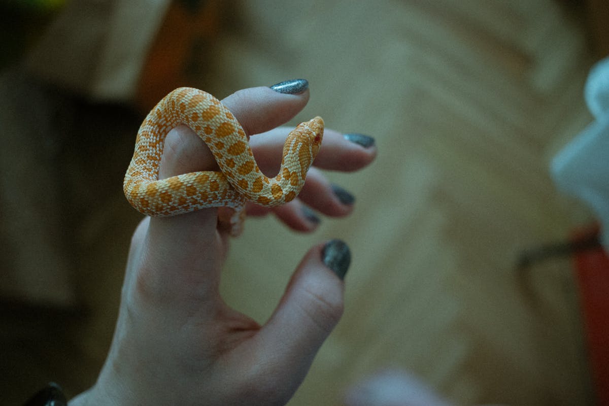 Orange western hognose snake wrapped around a person's fingers indoors, showing upturned snout and warm coloring