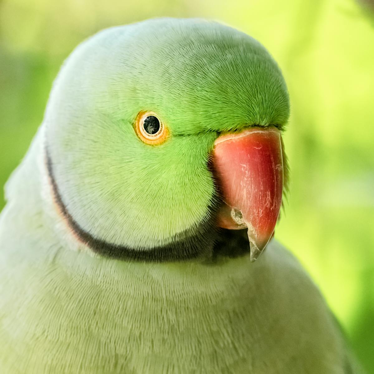 Indian ringneck parakeet green rose-ringed parakeet on branch showing alert posture and detailed plumage