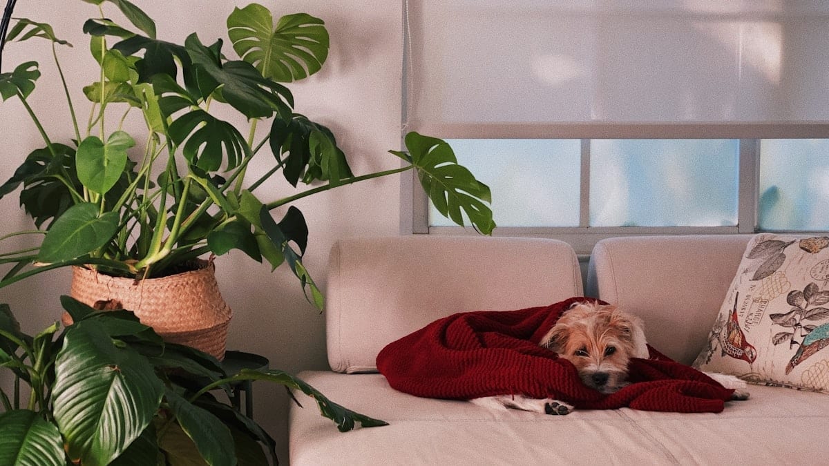 Brown dog resting on a white sofa with flowers and plants visible