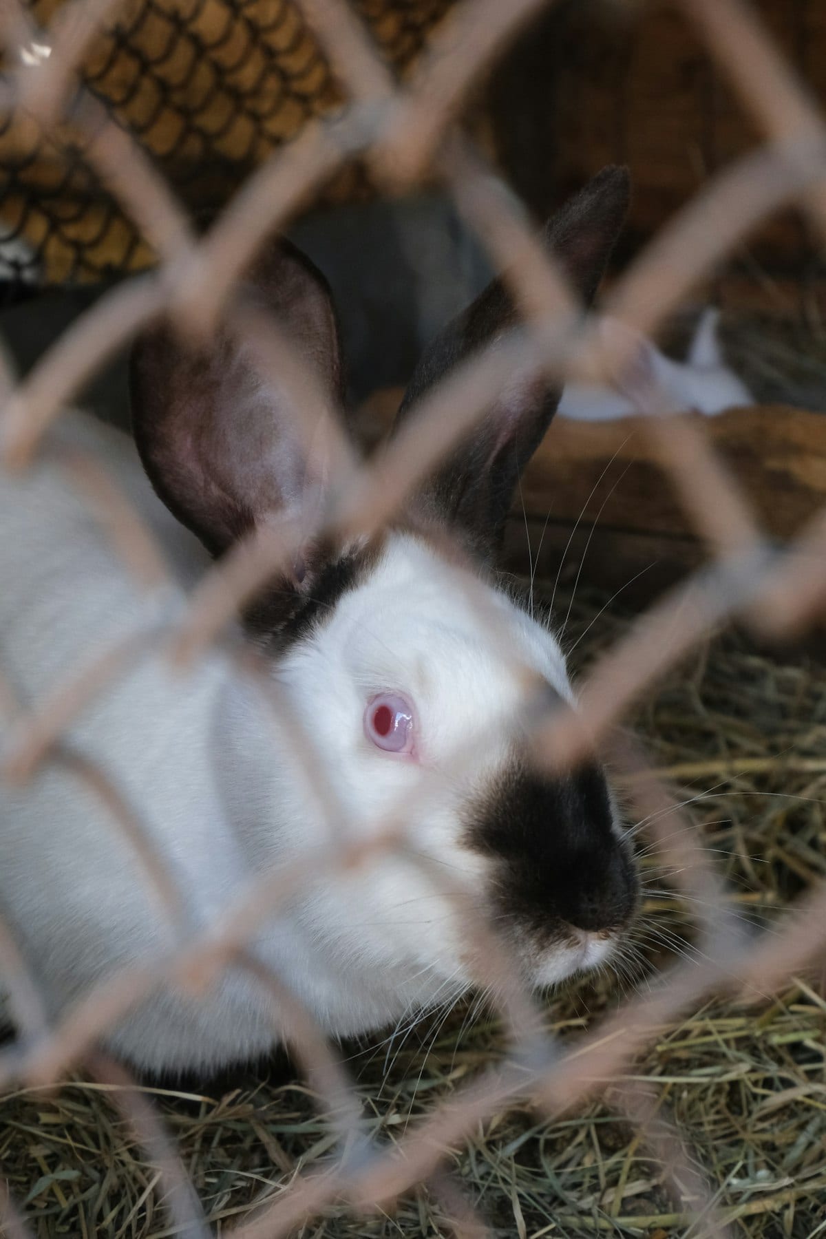 A rabbit exploring enrichment items in a home setting