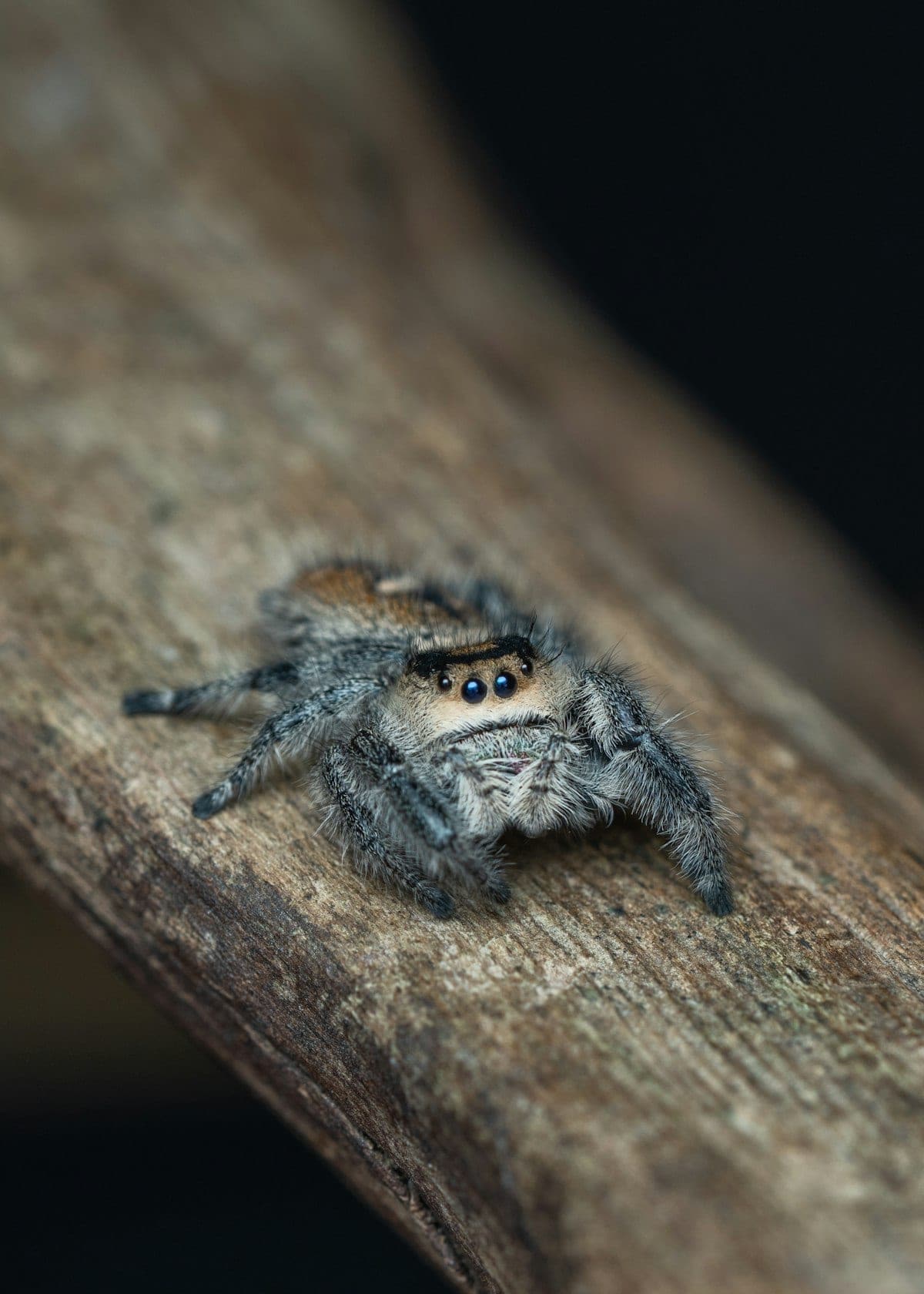 Jumping spider in sharp focus showing large eyes