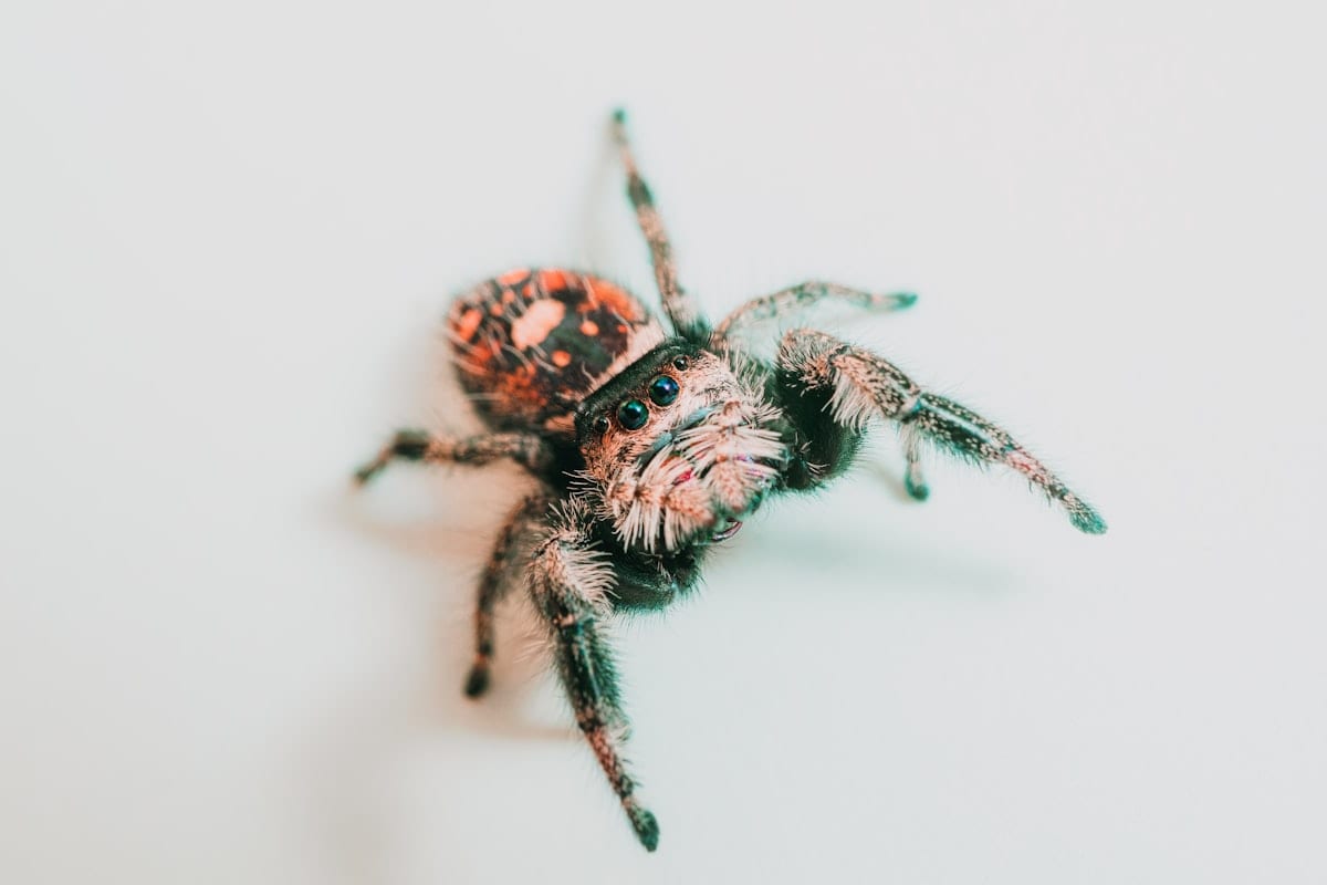 A jumping spider looking directly at the camera with both principal eyes visible