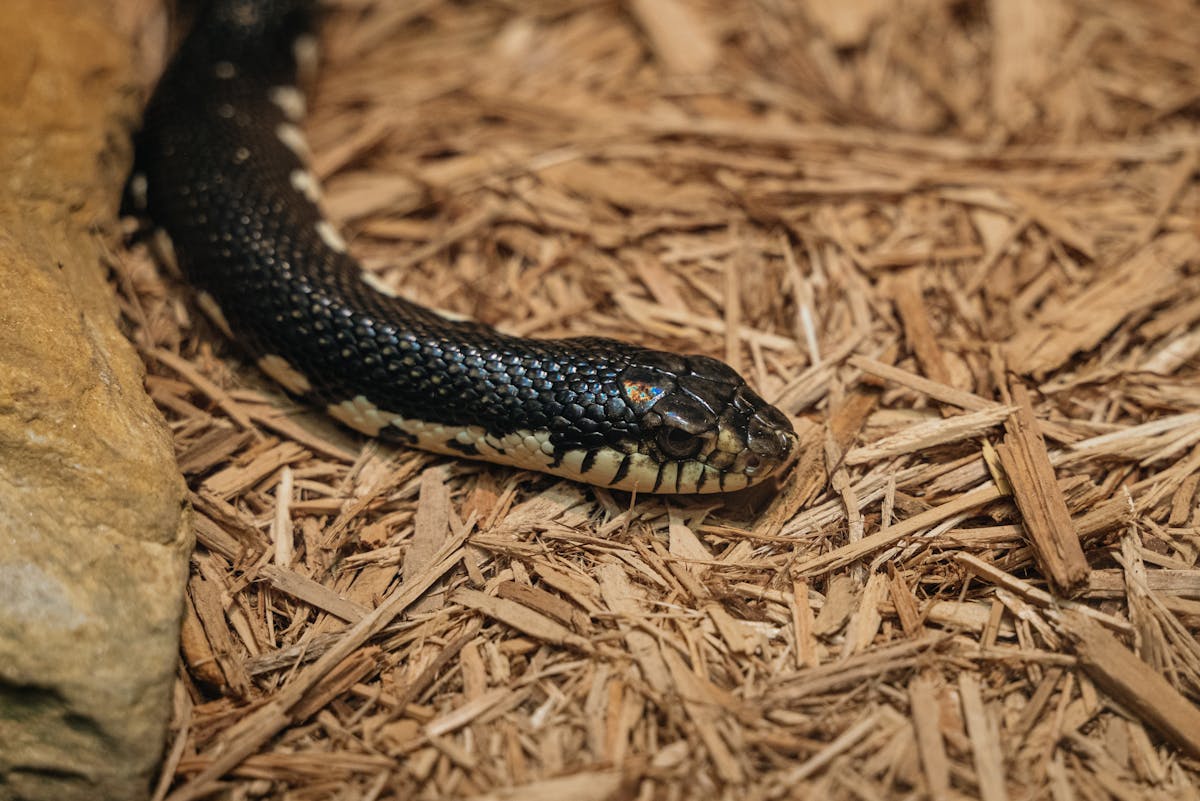 King snake resting on wood chips showing scale detail and relaxed posture