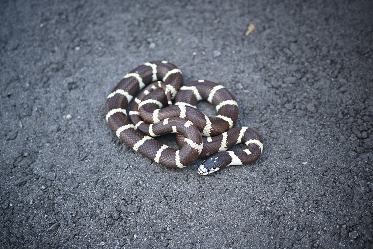 California kingsnake coiled on textured surface showing classic black and white banded pattern