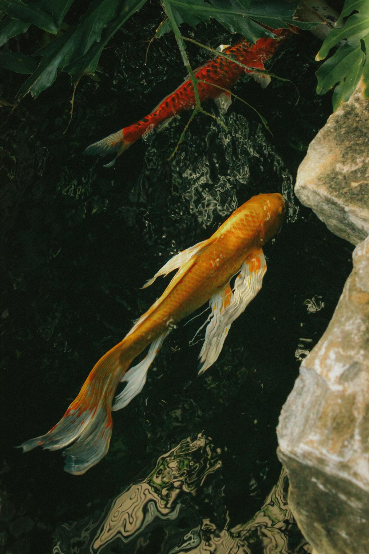 Two vibrant orange and red koi fish swimming in a serene garden pond