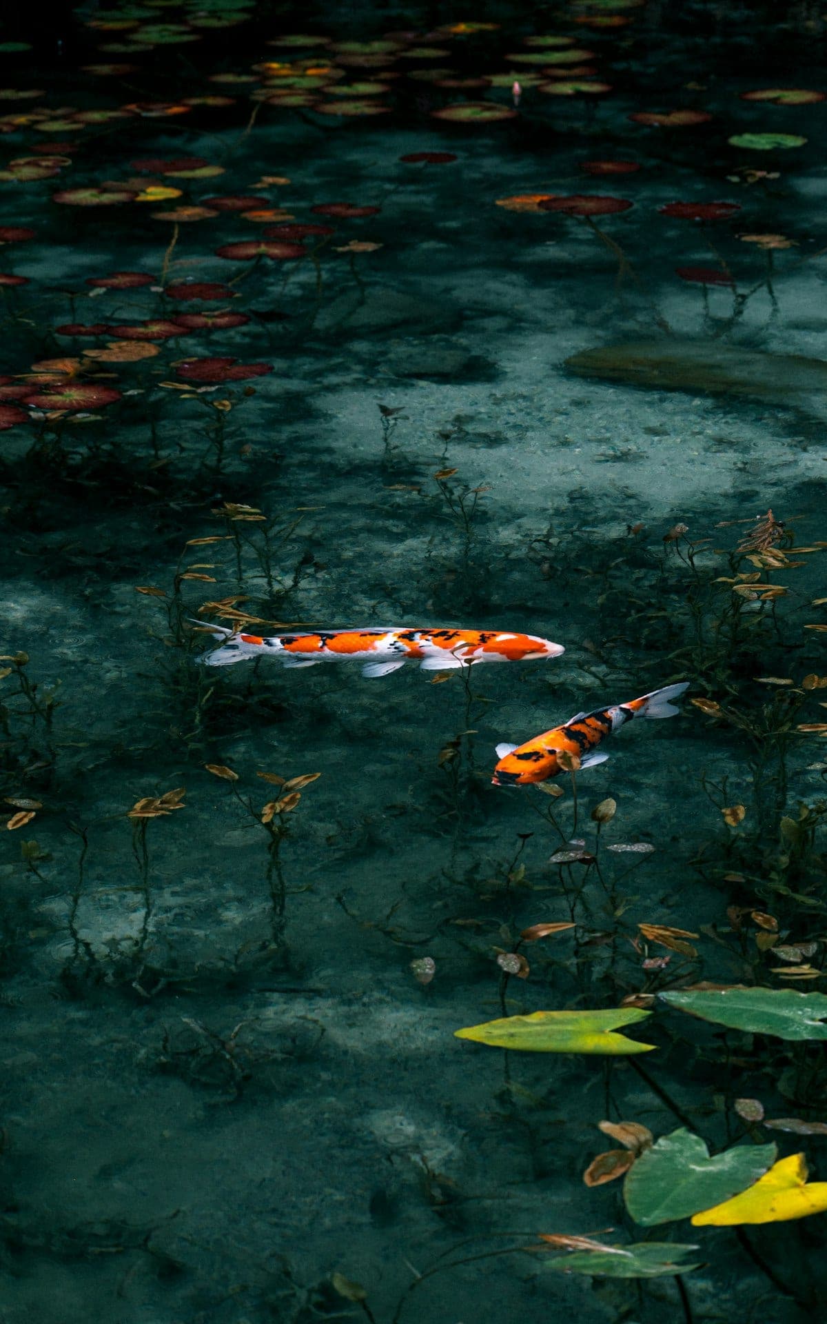 Koi fish swimming in a clear serene pond showing orange and white coloring in lotus-covered water