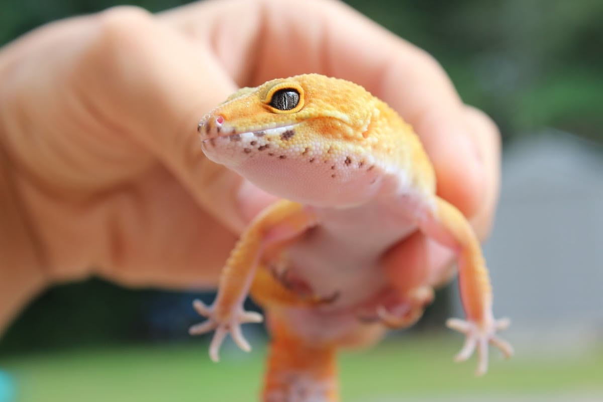 Leopard gecko on natural substrate