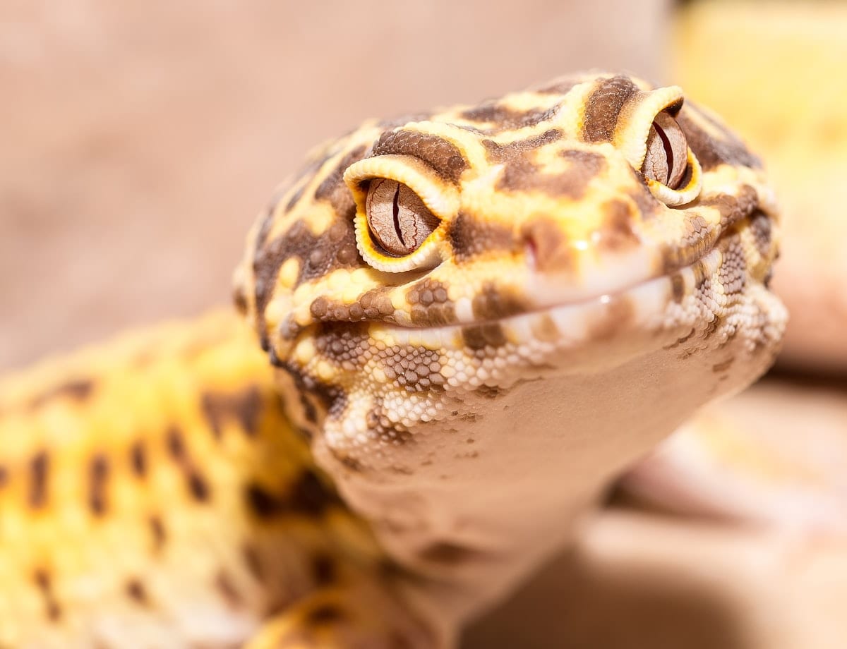 Close-up portrait of a leopard gecko showing detailed facial features and eye