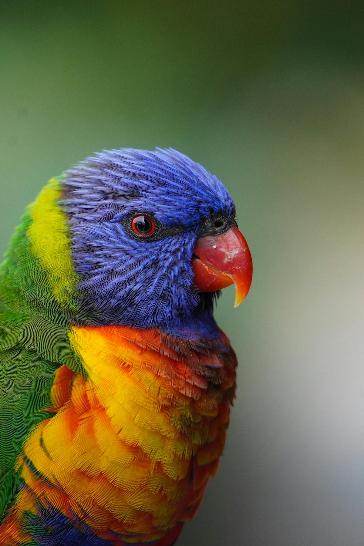 Rainbow lorikeet close-up portrait showing vivid multicolored plumage with red beak and blue head