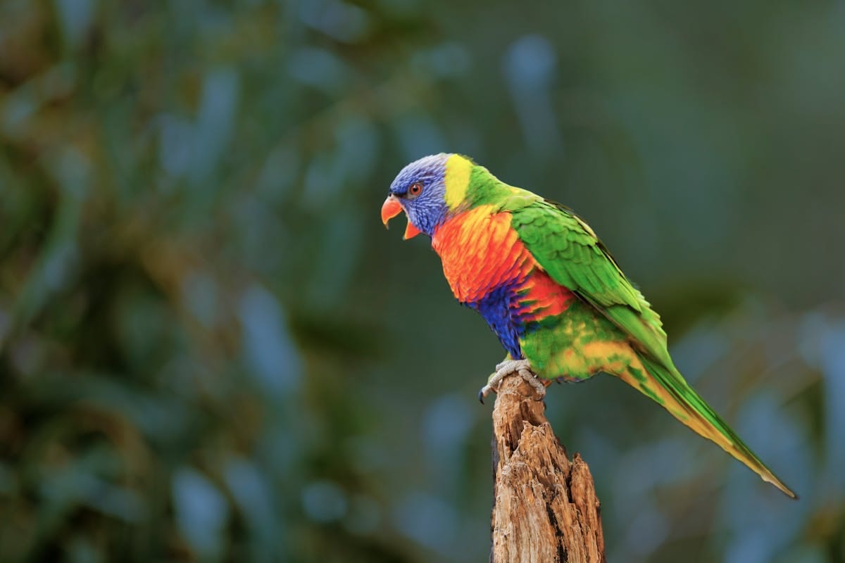 Rainbow lorikeet perched on a branch outdoors showing vivid red, blue, yellow and green coloring