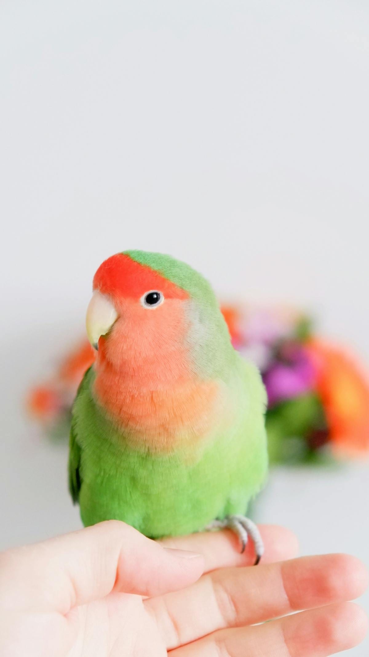 Peach-faced lovebird perched on a human hand showing vivid green body and orange peach facial coloring
