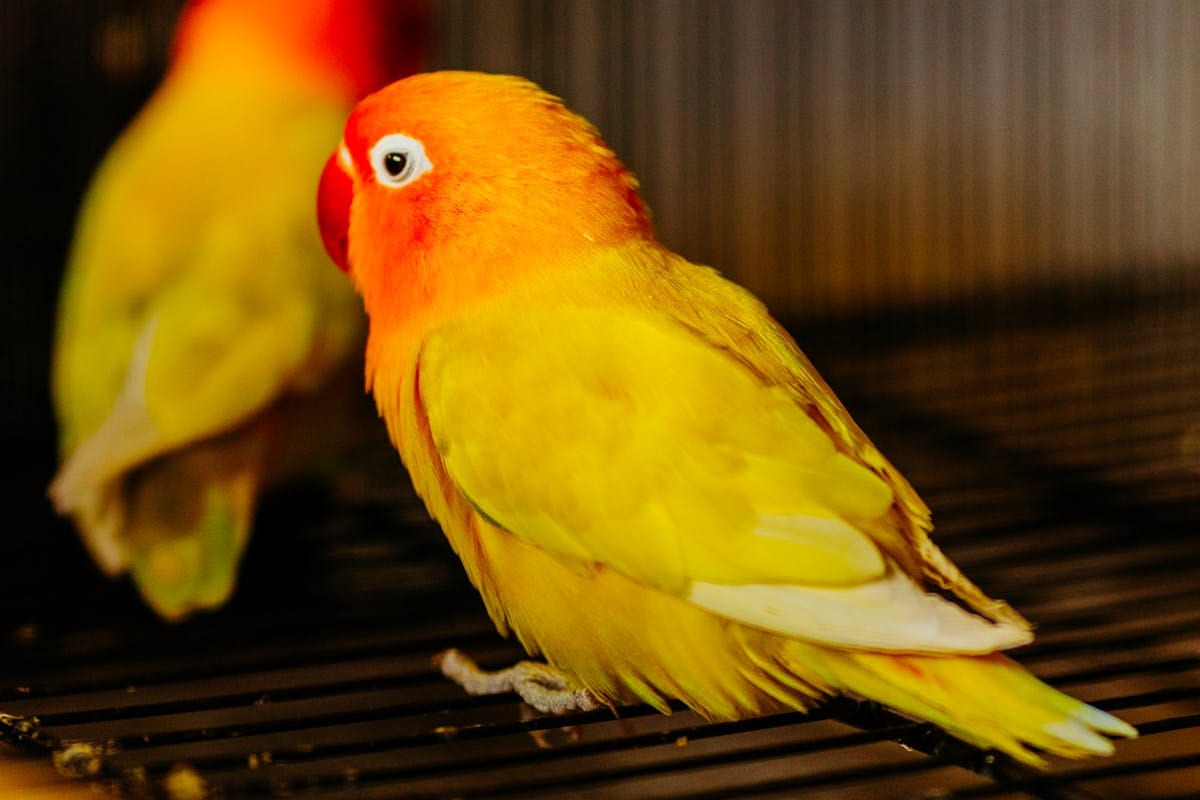 Yellow Fischer's lovebird perched on cage showing vibrant orange facial markings and bright yellow plumage